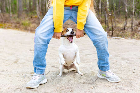 The funny dog grabbed the stick with its teeth. Friendship of a child and a dog.の写真素材