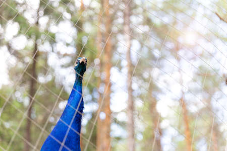 Head and neck of a blue male peacock, looking at the camera through the mesh cage at the zoo. Animals in captivity. Bird watching, ontology. Selective focus, copy space.y.の写真素材
