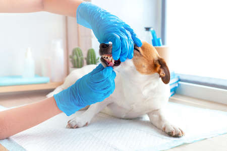 A veterinarian in blue gloves examines the teeth of a Jack Russell Terrier dog. Dentist of pets. Dog dental care, dental calculus removal, gum problems. Consultation at the vet clinic.の写真素材