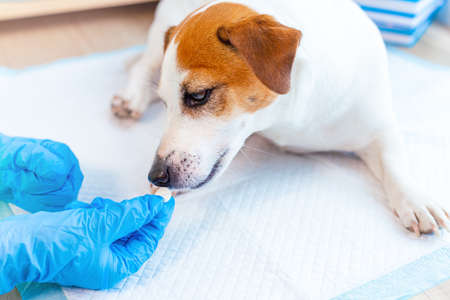 A vet doctor giving pill to obedient dog Jack Russell Terrier at the veterinary clinic. Pet health care concept. Pain relievers and vitamins for domestic animals, postoperative care.の写真素材