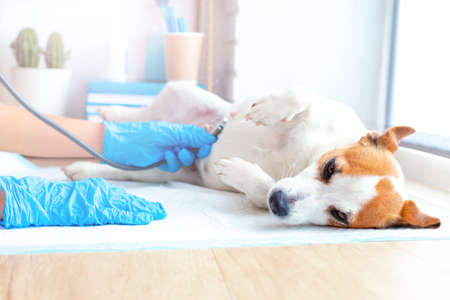 Veterinary care for pets. A vet doctor in blue gloves examines a lying pregnant obedient dog Jack Russell Terrier, listening to the breath or heart with a stethoscope. Consultation in the vet clinic.の写真素材