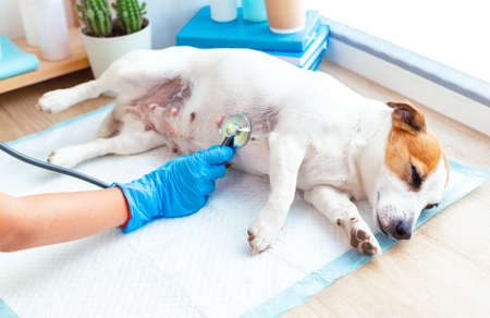 Veterinary post-operative care for pets. A vet doctor examines a dog Jack Russell Terrier lying under anesthesia on a disposable diaper, listening to his breath or heart with a stethoscope.の写真素材