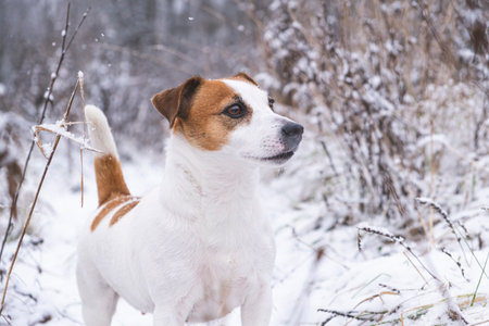 Portrait of Jack Russell Terrier dog standing in the winter forest. The hunting dog froze in a stance, tail up, looking into the distance.の写真素材