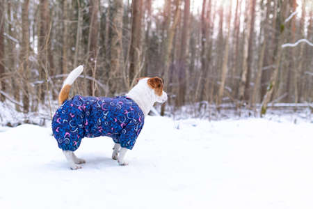 A little dog in blue jumpsuit standing sideways in a winter snowy forest. Jack Russell Terrier with...