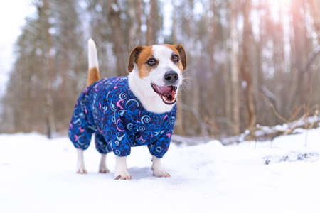 Dog Jack Russell Terrier in a blue overalls stands, looks and smiles with an open mouth at the camera in a snow park for a walk. Portrait of a funny dog dressed in a suit. Clothes for pets.の写真素材