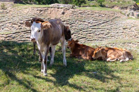 Red and beige calves graze and rest in shade of tree on hot summer day. A cow with white head standing in meadow and looking at camera. Breeding of cattle, farming. Young animal.の写真素材