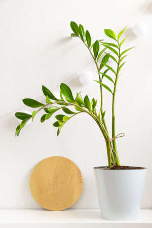 Trendy green houseplant Zamioculcas in white plastic pot and golden disk on white background. Zamioculcas zamiifolia. Minimalistic Scandinavian eco-style in interior of your home or office. Verticalの写真素材