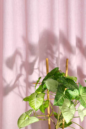 Close-up light green leaves of houseplant syngonium podophyllum on pink textured background, beautiful shadows. Air purifier. Simplicity, clean lines, spring mood. Phone screensaver. Plantstagram.の写真素材