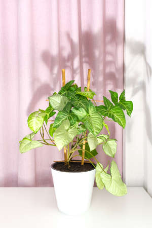 Houseplant syngonium podophyllum in white pot on pink and white background. Beautiful shadows from house plant on pink draped curtain. Air Purifier. Scandi, simplicity, clean lines, spring vibes.の写真素材