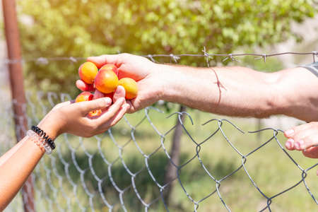 Hands of man giving apricots to hands of child through barbed wire of garden. Concept of providing humanitarian assistance to victims of war and natural disasters. On opposite sides of border, prison.の写真素材