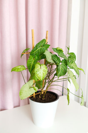 Tropical houseplant liana syngonium podophyllum in pot with bamboo support on table on white pink background. Air purifier. An easy to care and beauty plant for home interior.の写真素材