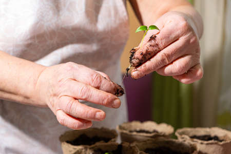 Close-up hands of elderly woman in process of transplanting pepper seedlings in peat pots. Early spring planting. Concept of organic vegetable growing.の写真素材