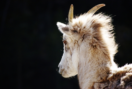 Mountain Goatの写真素材