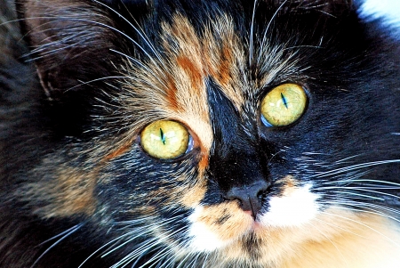 Calico Catの写真素材