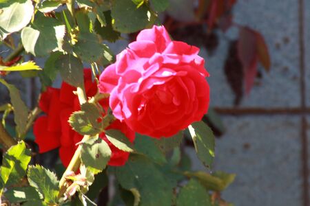 Rose with blur background.の写真素材