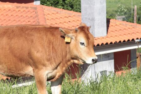 Cow close up background.の写真素材