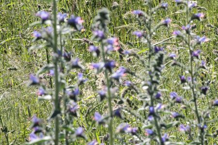 wild flowers with blur background.の写真素材