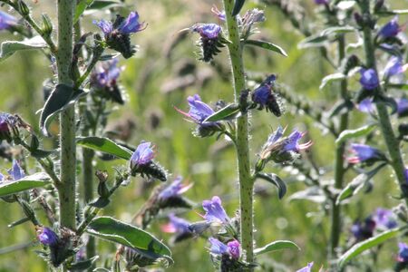 wild flowers with blur background.の写真素材