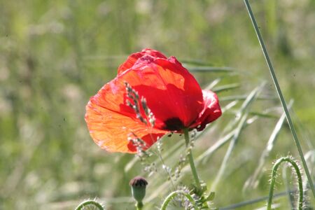 poppy flower with blur background.の写真素材