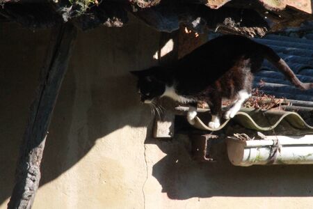 Cat at the roof top.の写真素材
