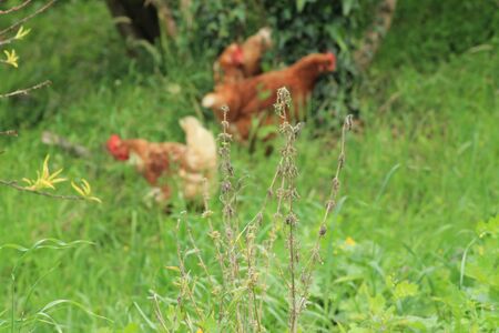 country chickens view background.の写真素材