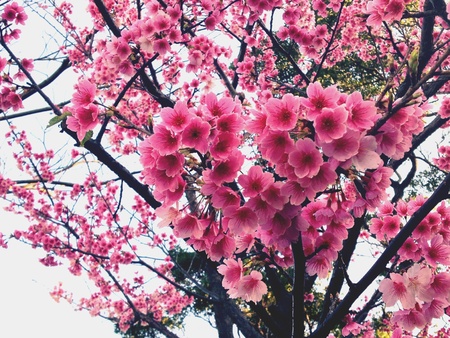 Cherry Love