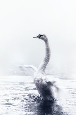 Gorgeous swan spreading wings on the waterの写真素材