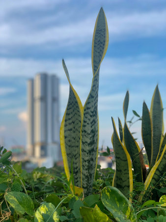Close Up Green Snake Plant or Dracaena Trifasciata with Sky Viewの写真素材