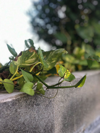 Close Up Green Devil's Ivy or Epipremnum Aureum Plantの写真素材