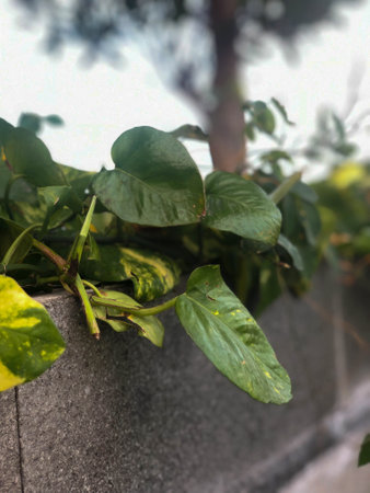 Close Up Green Devil's Ivy or Epipremnum Aureum Plant