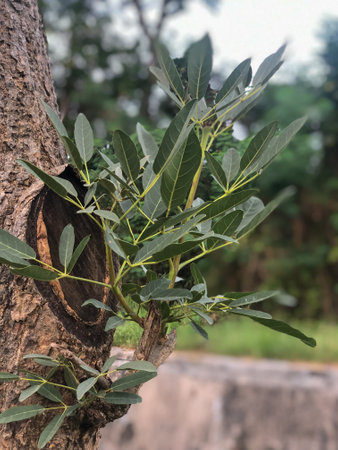 Green Tabebuia Aurea Plant Leaves in Garden