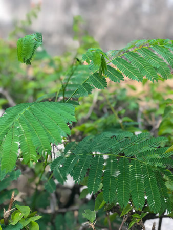 Close Up of Green Pithecellobium Confertum Plant with Forked Leaves