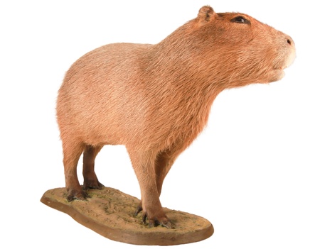 Capybaraの写真素材
