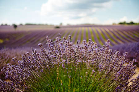 Lavender field summer sunset landscape near Valensole.Provence,Franceの写真素材