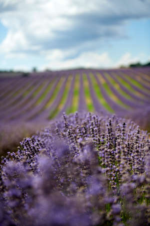 Lavender field summer sunset landscape near Valensole.Provence,Franceの写真素材