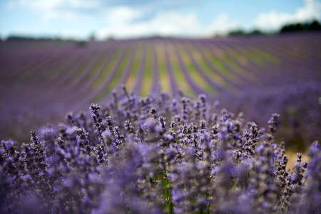 Lavender field summer sunset landscape near Valensole.Provence,Franceの写真素材