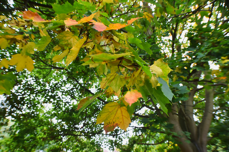 Autumn Leaves On Treeの写真素材