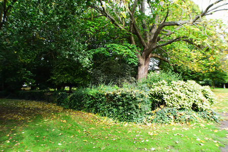 Tree And Plantsの写真素材