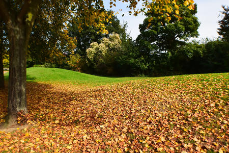 Fall Leaves On The Grassの写真素材
