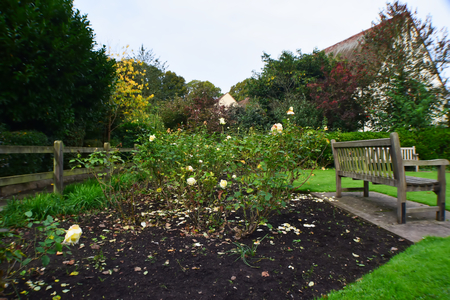 Fallen Rosesの写真素材