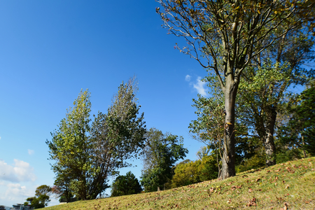 Hill With Treesの写真素材