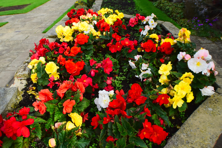 Mixed Colors Flowersの写真素材