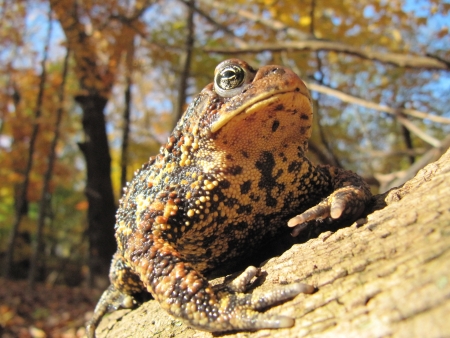 Toad
