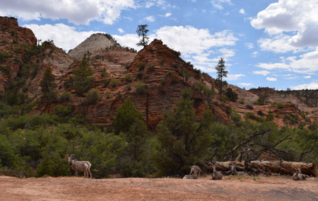 Goats at Zion National Parkの写真素材