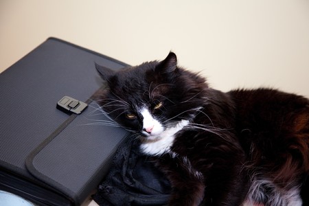 Black cat rest over suitcase. Focused on cat eyes.の写真素材
