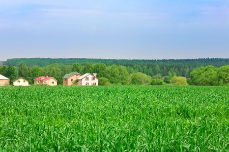 Green wheat field with some houses on backgroundの写真素材