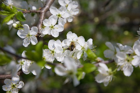 blooming branch of jasmine with bee on a flowerの写真素材