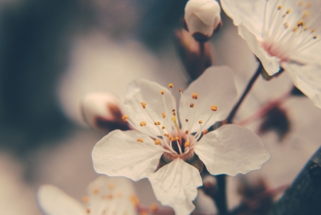Cherry blossom in the springの写真素材