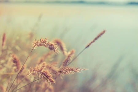 Wheat over tranquil lakeの写真素材