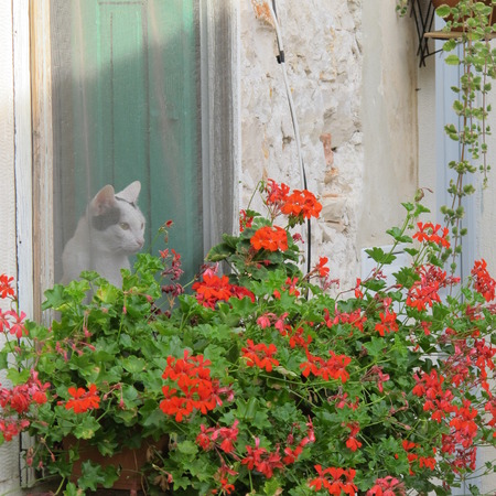 animalsの写真素材